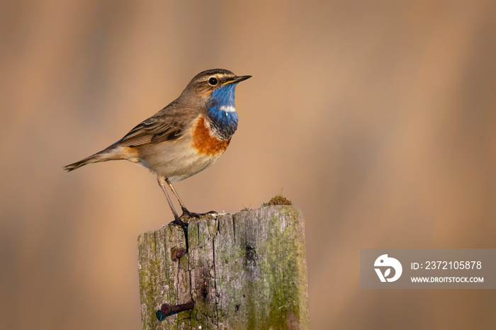 Bluethroat bird close up( Luscinia svecica )