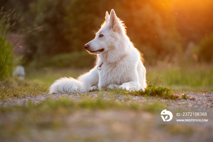 白色瑞士牧羊犬在大自然中的户外肖像。