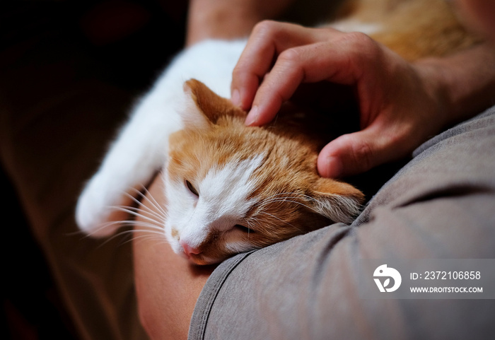 Cute cat lying on the humans hand.