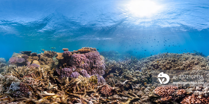 A huge variety of healthy coral in the GBR