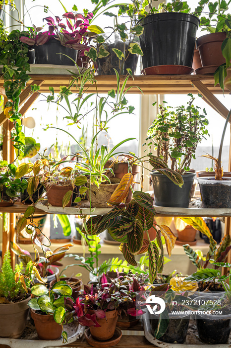 Many pots with a variety of plants in the interior of the room.