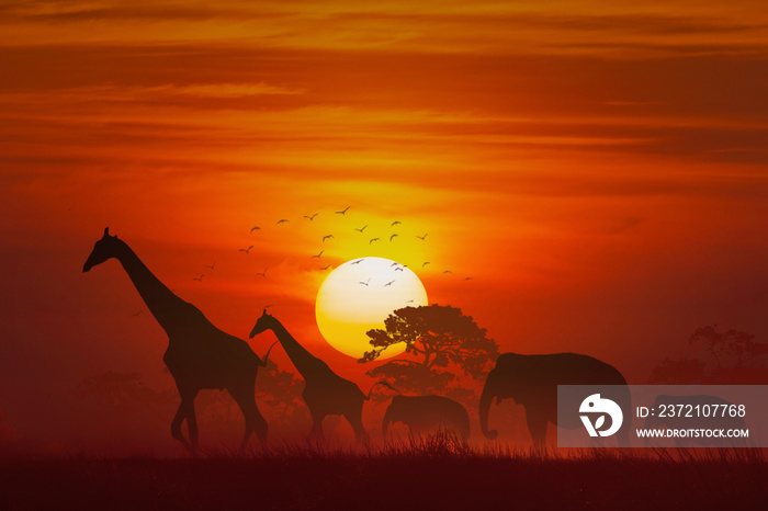 日落时的动物、大象和长颈鹿以及草地和树木的剪影