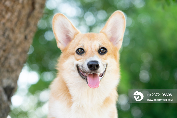 柯基犬在夏日阳光明媚的日子里微笑快乐