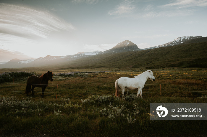 Two horses standing on a field with mountains and a beautiful sky in the background