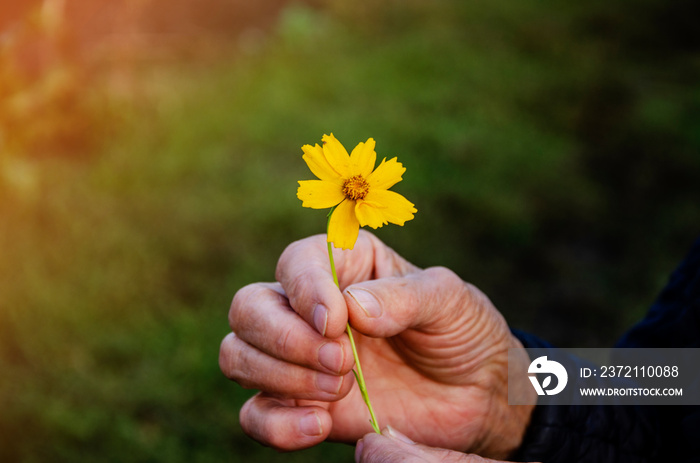 Old grandmothers hand with a flower in her hand. Old wrinkled hand of a grandmother with a flower c