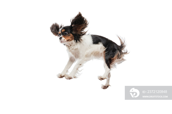 Funny king charles spaniel dog jumping isolated over white background.