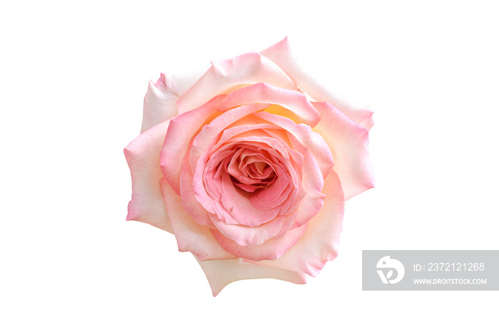 Beautiful pink rose isolated on white background. Fully open gentle rose with clipping path.