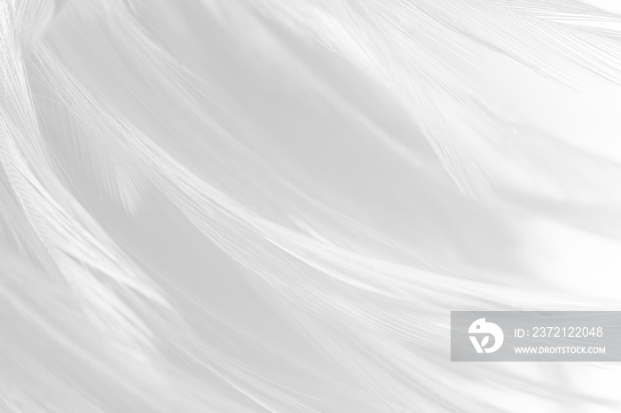 美丽的线条白色羽毛羊毛图案纹理背景