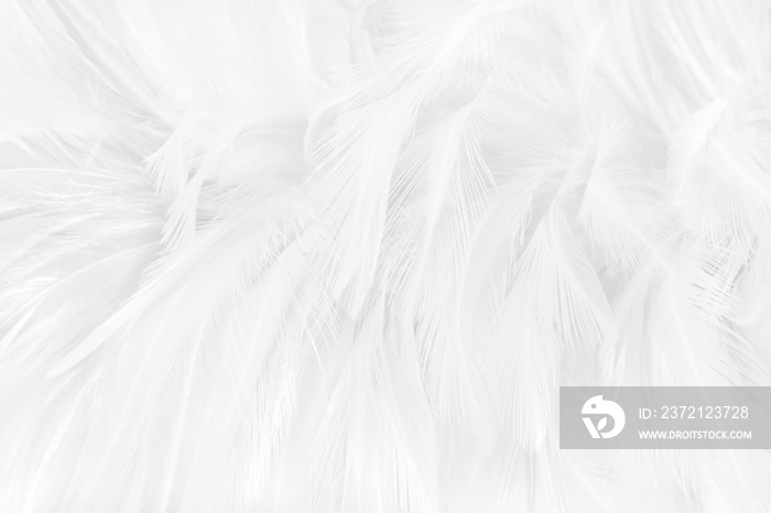 Beautiful white grey bird feathers pattern texture background.