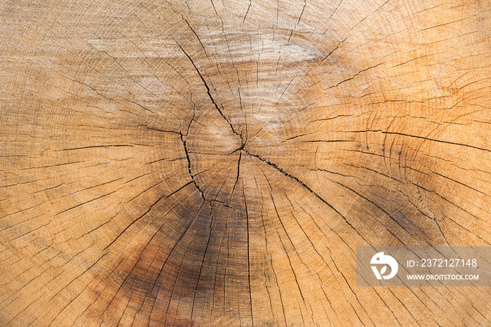 Natural wood disc texture closeup with split crack.