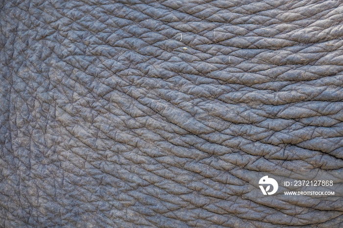 Elephant skin texture or background