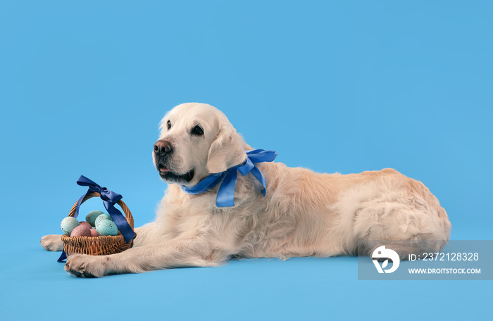 Adorable dog with Easter eggs in basket on color background