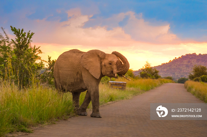 Aggressive African elephant at sunset in a national park during safari