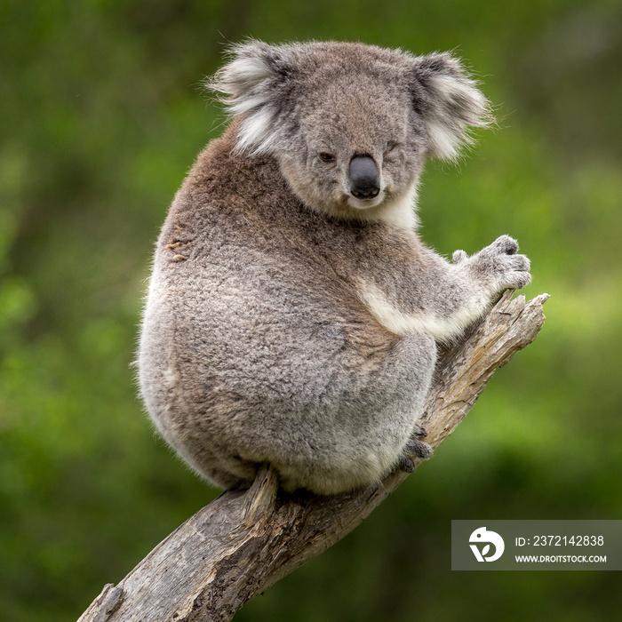 a koala perched on a branch in a forest along the Great Ocean Road, Victoria, Australia