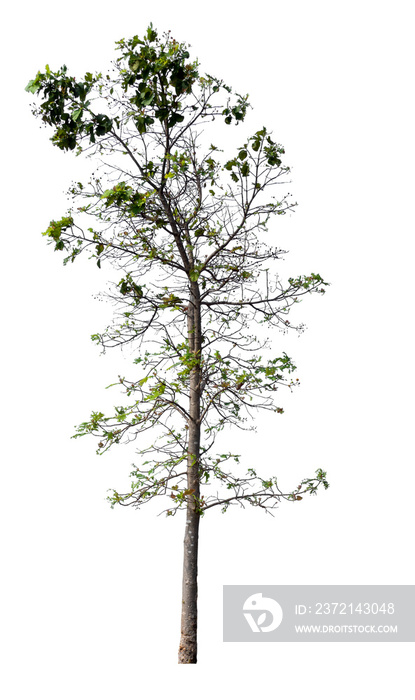 isolated single big tree on white background with clipping path