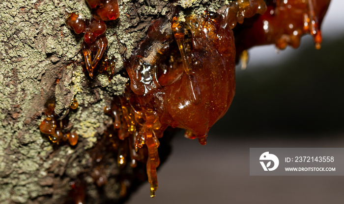 Formation of resin from the juice of a cherry tree.The tree was affected by insect parasites.This is