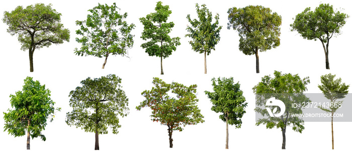 Set beautiful trees isolated on white background, Suitable for use in architectural design and decor