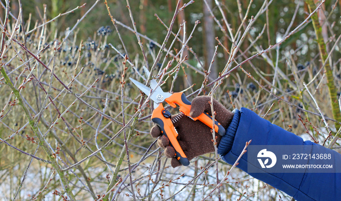 Tree pruning