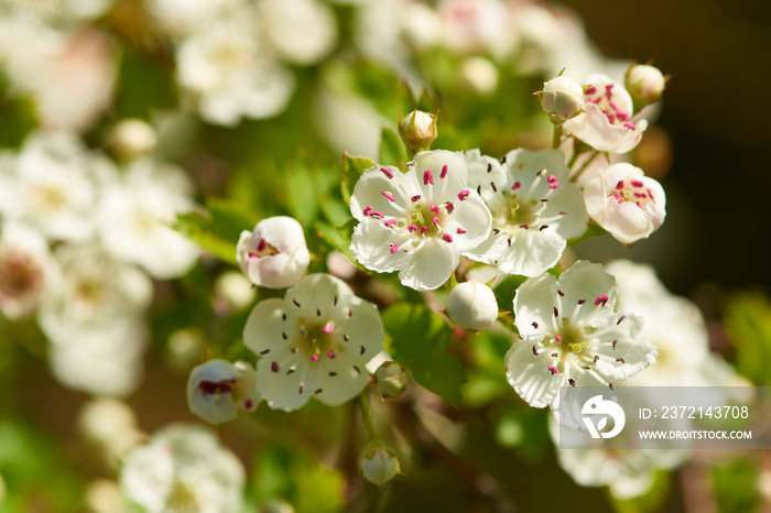 Blüten des Zweigriffeligen Weißdorn (Crataegus laevigata)