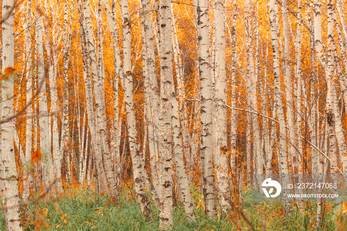 Autumn birch forest pattern.