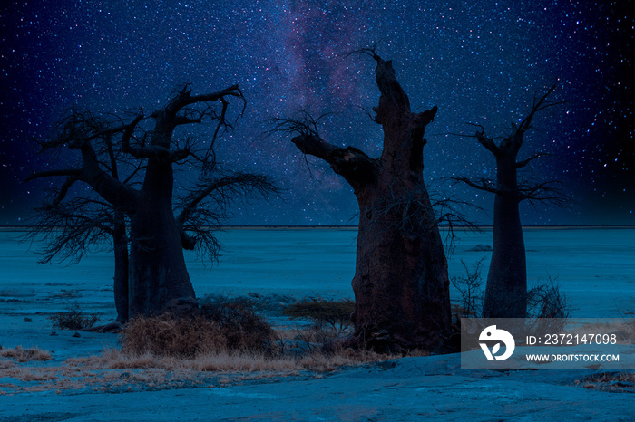 库布岛的非洲夜空。在乳白色的星空下可以看到巨大的猴面包树。Bots