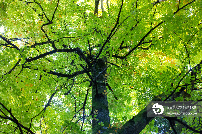 Bottom view of branchy tree with fresh young green foliage on the branches. View from below upwards 