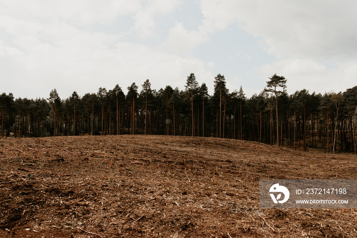 A forest scenery after clearcutting a part. Pinewood trees on the background. Swinley Forest, United