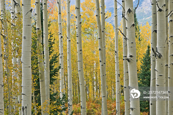 Landscape of an autumn aspen forest with conifers, Elk Mountains, Colorado, USA