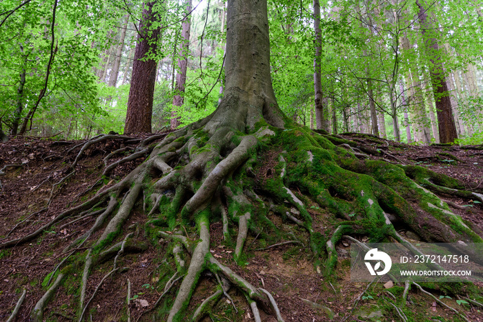 一棵老树的巨大树根的户外自然图像，上面覆盖着苔藓和林下/灌木丛
