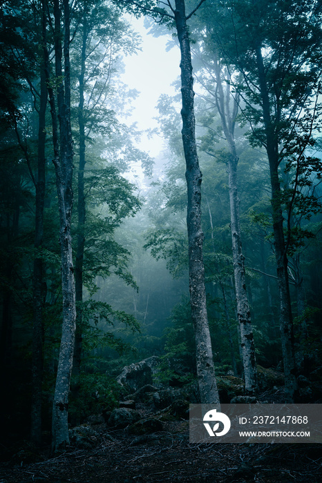 Dark forest with fog