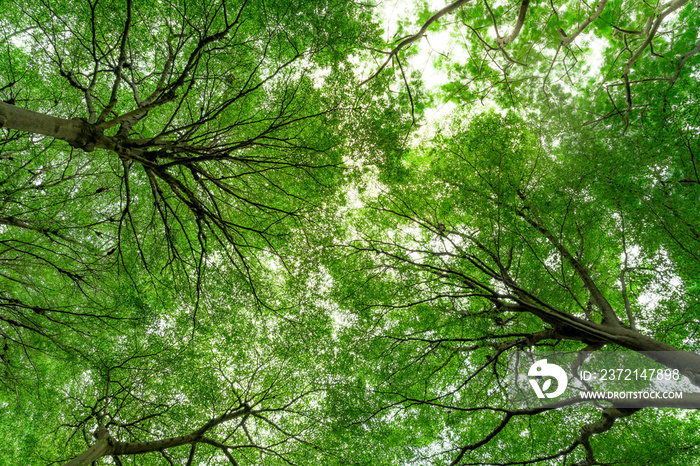 Bottom view of tree trunk to green leaves of tree in tropical forest. Fresh environment in park. Gre