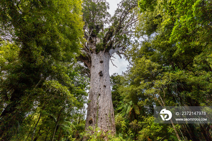 Tane Mahuta, the lord of the forest: the largest Kauri tree in Waipoua Kauri forest, New Zealand.