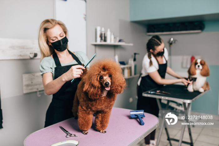 Red miniature poodle at grooming salon. Groomers are wearing protective face mask to protect themsel