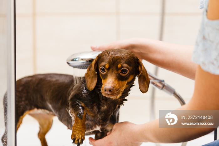 Woman showering her dog