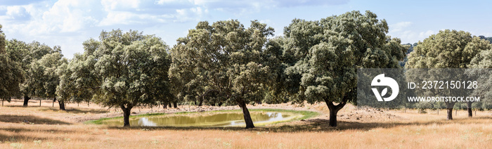 Pond of water so that it drinks the cattle in the dehesas of Salamanca, Spain