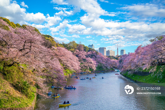 日本东京千里府的樱花
