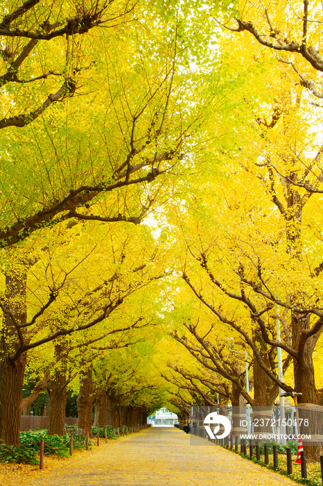 Rows of golden yellow ginkgo trees 