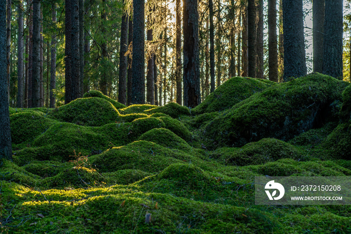 Fresh green moss covering the floor of a fir and pine forest in Sweden