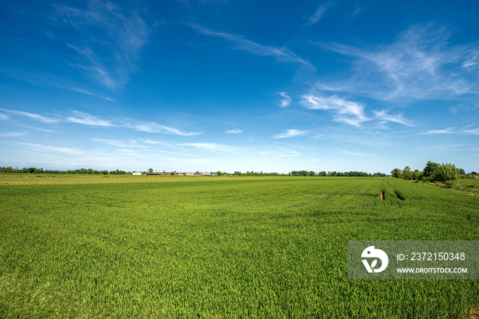 Rural landscape with a green wheat fields in springtime, Padan Plain or Po valley (Pianura Padana, I