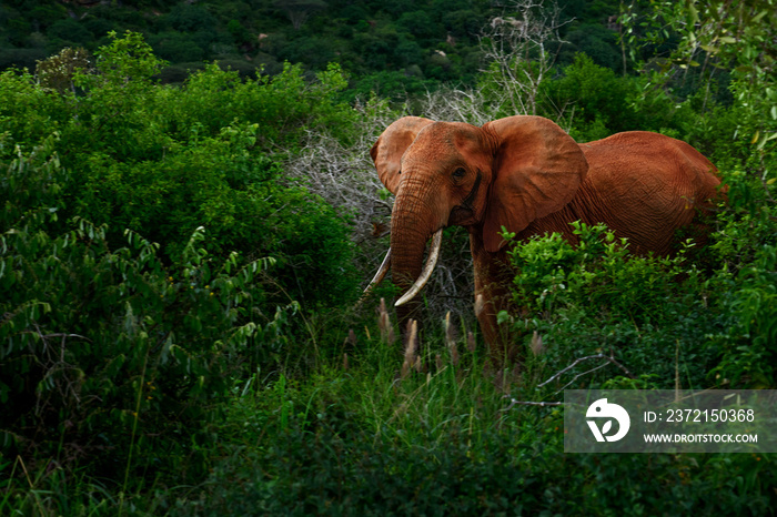 非洲丛林象——Loxodonta africana，非洲五巨头的标志性成员，肯尼亚安博塞利。