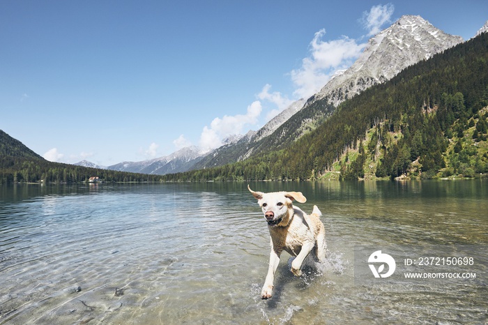 Happy dog in mountains