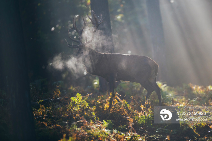 Red deer stag (cervus elaphus) between ferns in misty autumn forest.