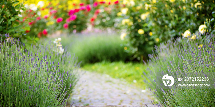 Pathway in garden with lavender and colorful roses.