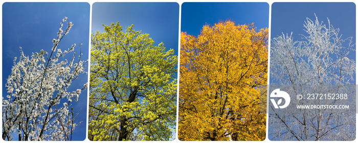 树木和蓝天垂直横幅上的四季拼贴