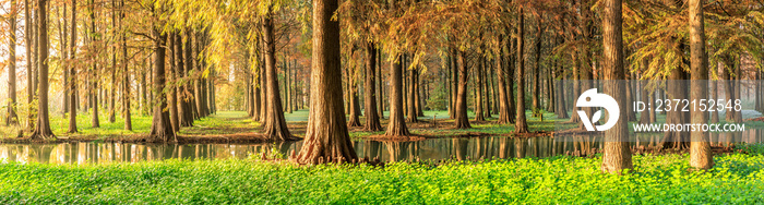 Beautiful autumn forest and green aquatic plants scenery,panoramic view