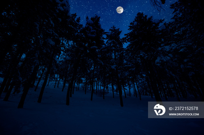 满月之夜，山路穿过白雪皑皑的森林。黑暗b的风景夜冬季景观