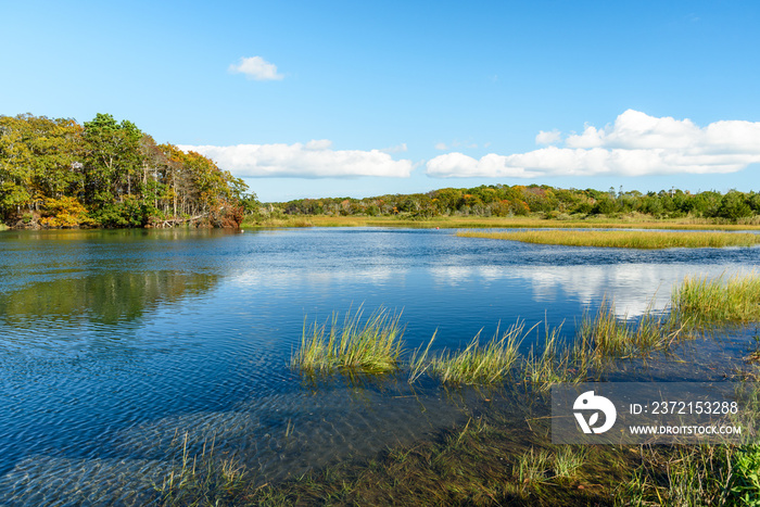 在一个阳光明媚的秋日，潮汐沼泽中的大池塘，背景是落叶森林。鳕鱼角，M