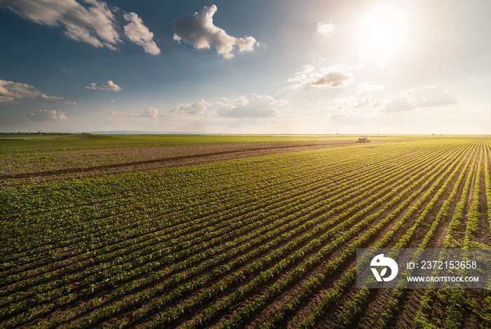 Tractor spraying soybean field at spring