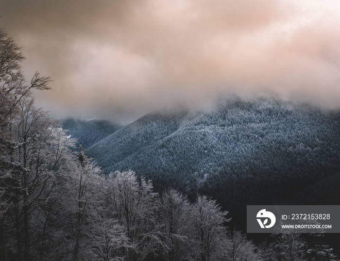 Foggy forest in the mountains. Changing the seasons.Misty landscape with firs forest.   Vintage, ret