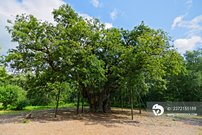 The Major Oak, in its summer foliage, stands in Sherwood Forest